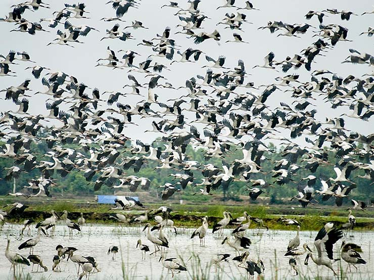 Tra Su - a paradise for bird watching lovers